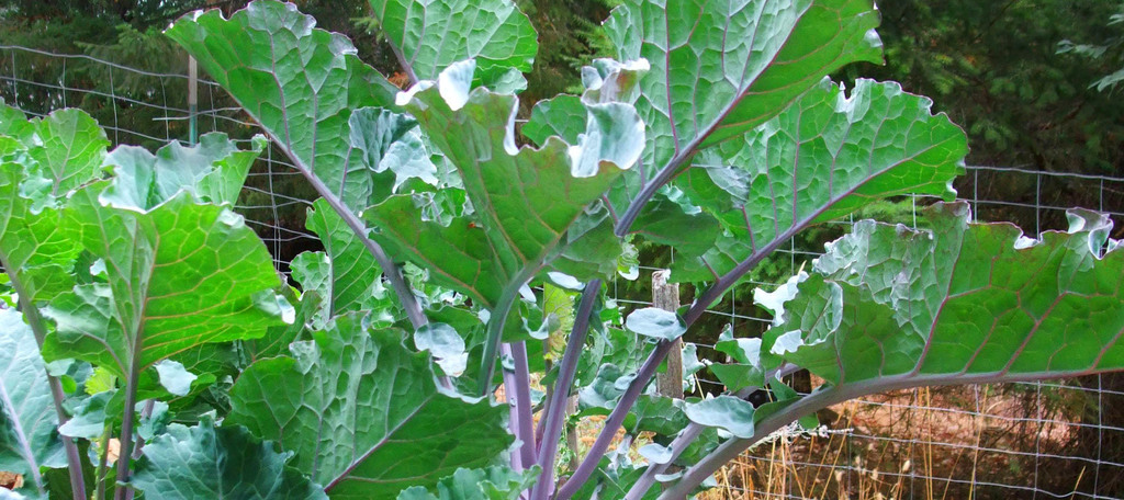 Perennials+tree+collardsheader