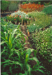 This lush, biodiverse garden is part of Ecology Actions's research garden project. Click here to read more about how GROW BIOINTENSIVE works.