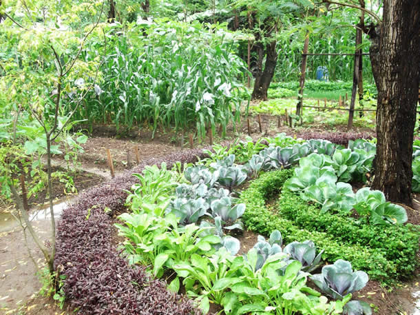 Beautiful Biointensive Garden Bed in Sri Lanka