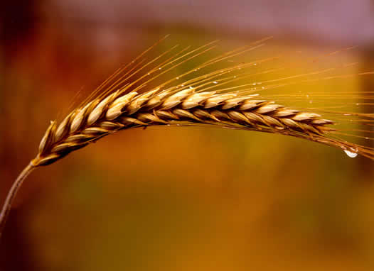 Grain Stalk