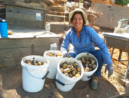 Intern Marcia harvesting potatoes at The Jeavons Center Mini-Farm, 2019