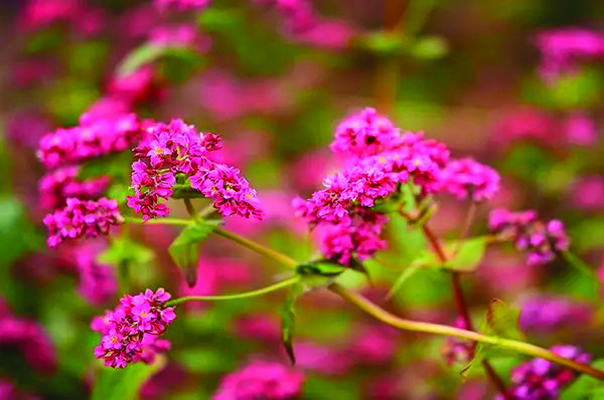 takane ruby buckwheat, image credit: rareseeds.com