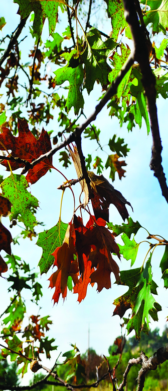 Oak Leaves  Turning in the Autumn. Image: Shannon Joyner