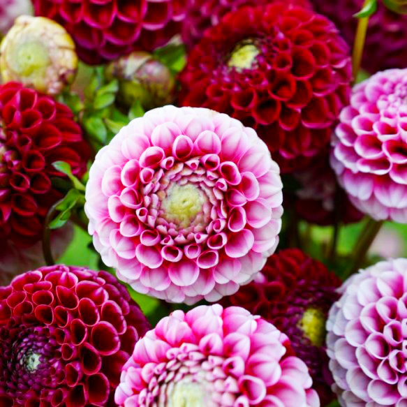 Chick a Dee dahlias image:theflowerbulbfarm.com