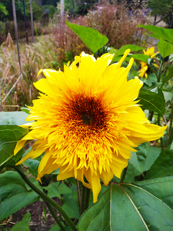 Giant sunflower at VGFP image credit Matt Drewno