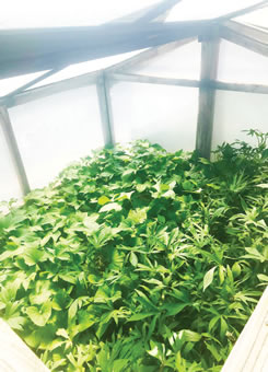 Sweet potatoes growing in a mini-greenhouse at TJC