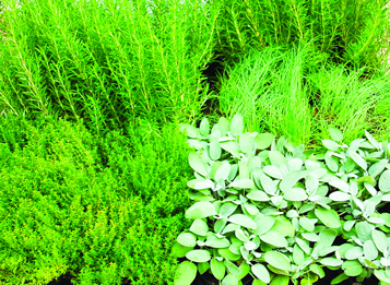 Sage (lower left) planted with thyme, rosemary and chives. image: cynthia raiser jeavons