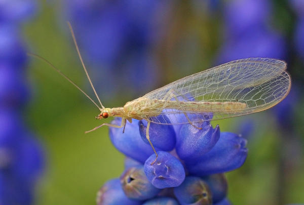 Adult Lacewing