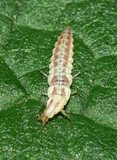 Lacewing Larvae