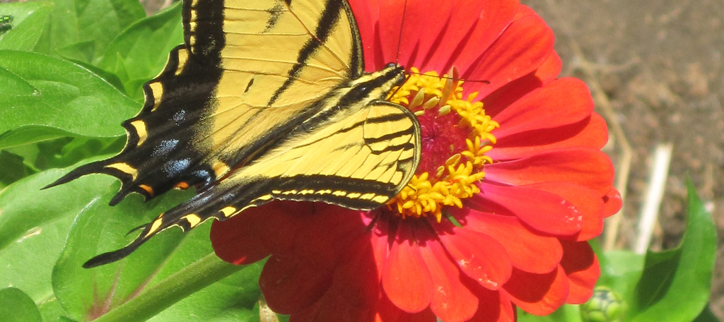 Zinnia and Swallowtail