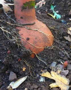 Olla with zucchinis roots growing around the vessel