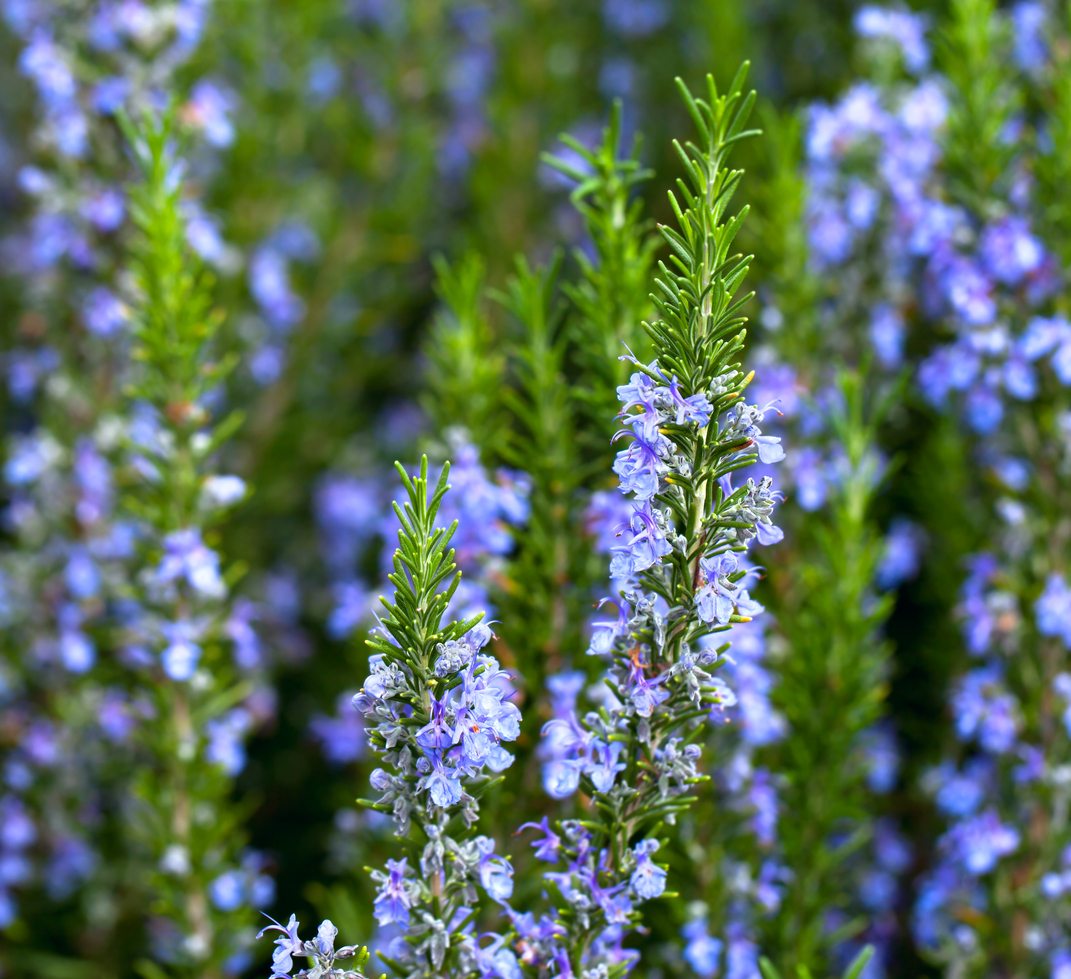 Flowering Rosemary, image credit: gardeningknowhow.com 