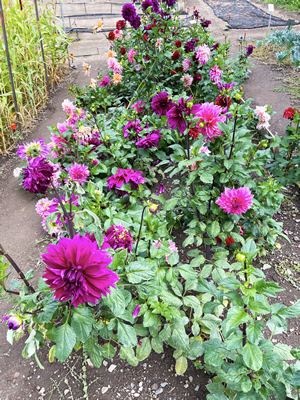Dahlias growing in the TJC 10-bed unit 2021