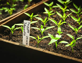 jalepeno seedlings growing in a biointensive seedling flat - image source ecology action