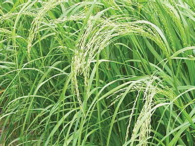 Teff grass with grain heads