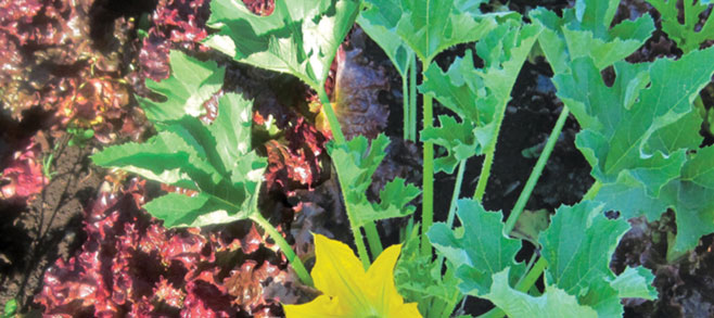 Image: Sprinters (lettuce) and Sprawlers (squash) growing together