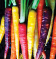 multicolored carrots