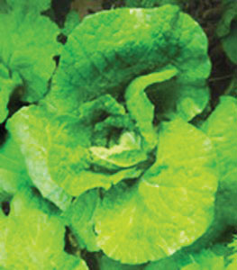 head of green leaf lettuce
