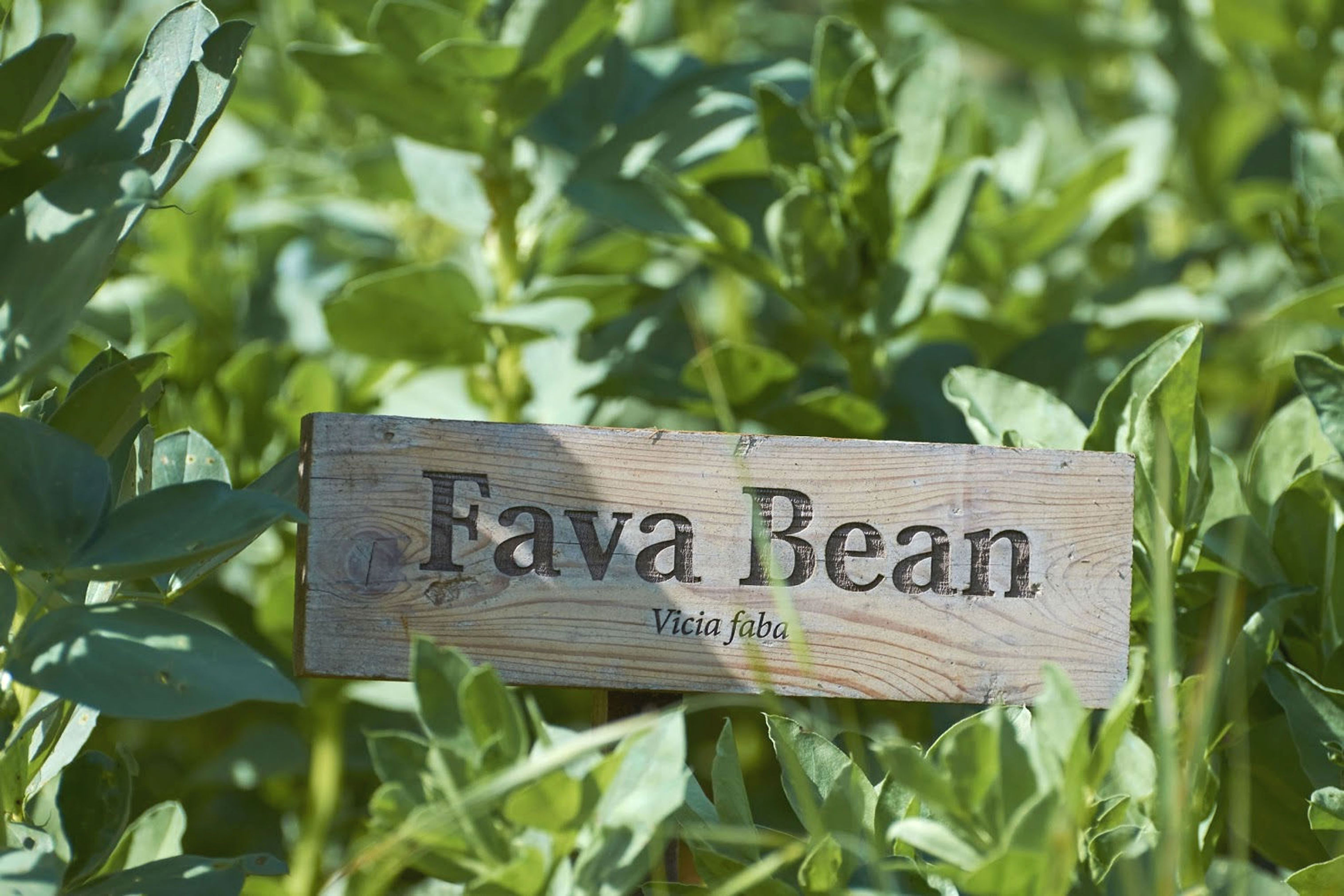 Garden stake: Fava Bean (Vicia faba)