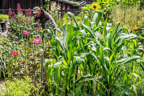 Author Matt Drewno, working in the garden at Victory Gardens for Peace