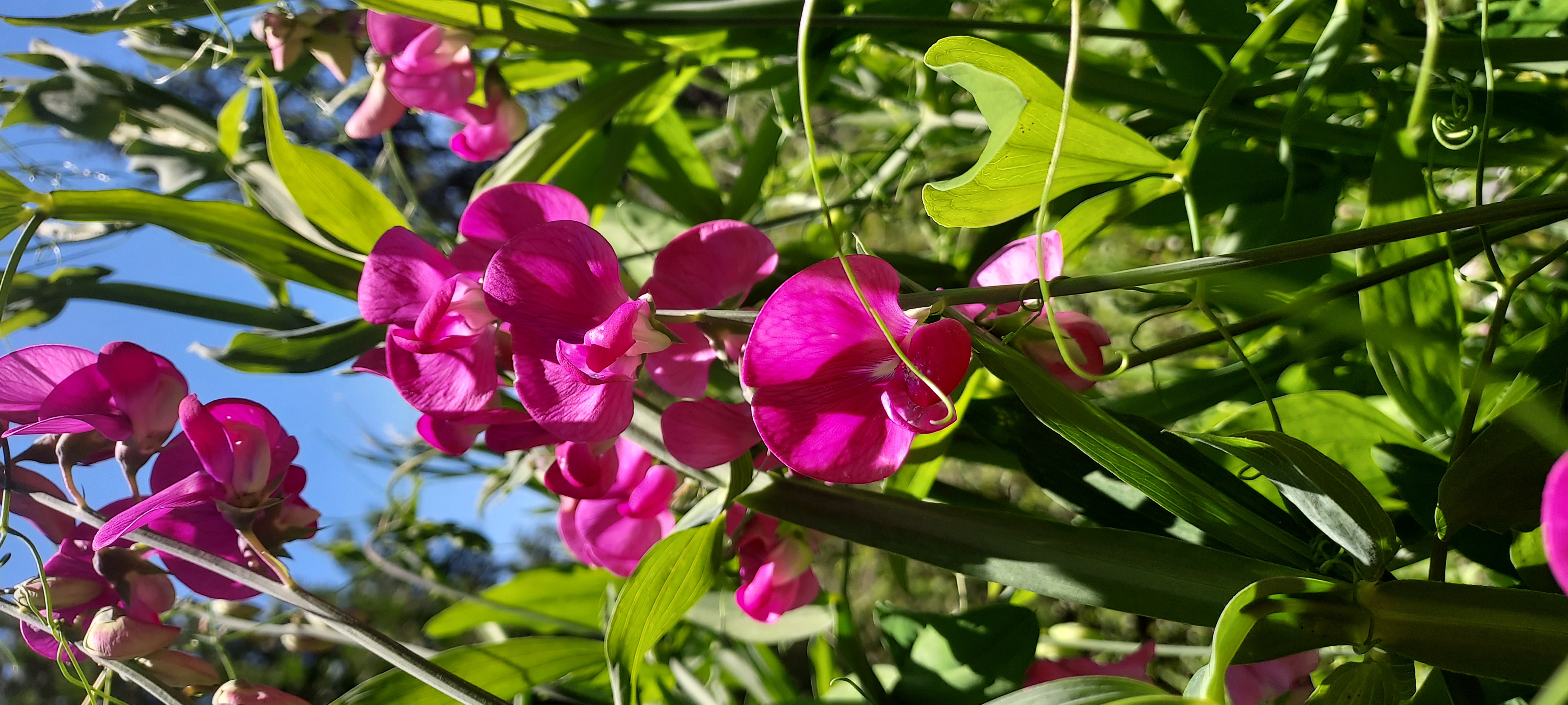 Sweet Peas in Bloom. Image: Shannon Joyner