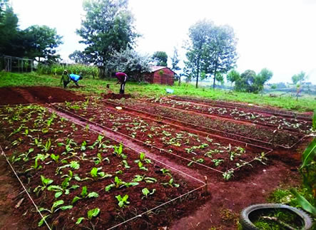 Njoki's Garden