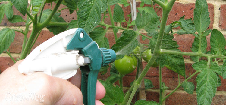 foliar feeding, image gardenandgreenhouse.net 