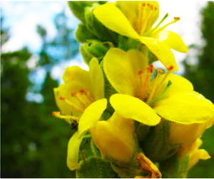 Mullein Flower Mullein Flower