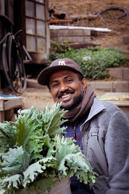 Hemantha Abeywaradhana with harvested
kale at Golden Rule Mini-Farm.