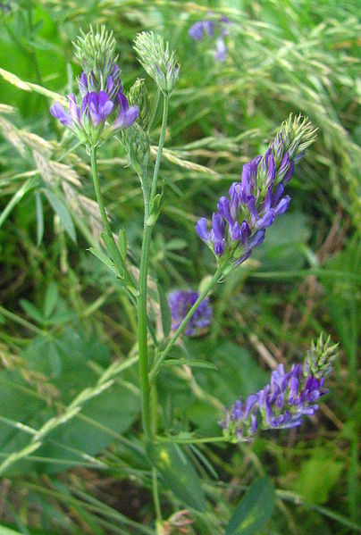 Alfalfa (medicago sativa)