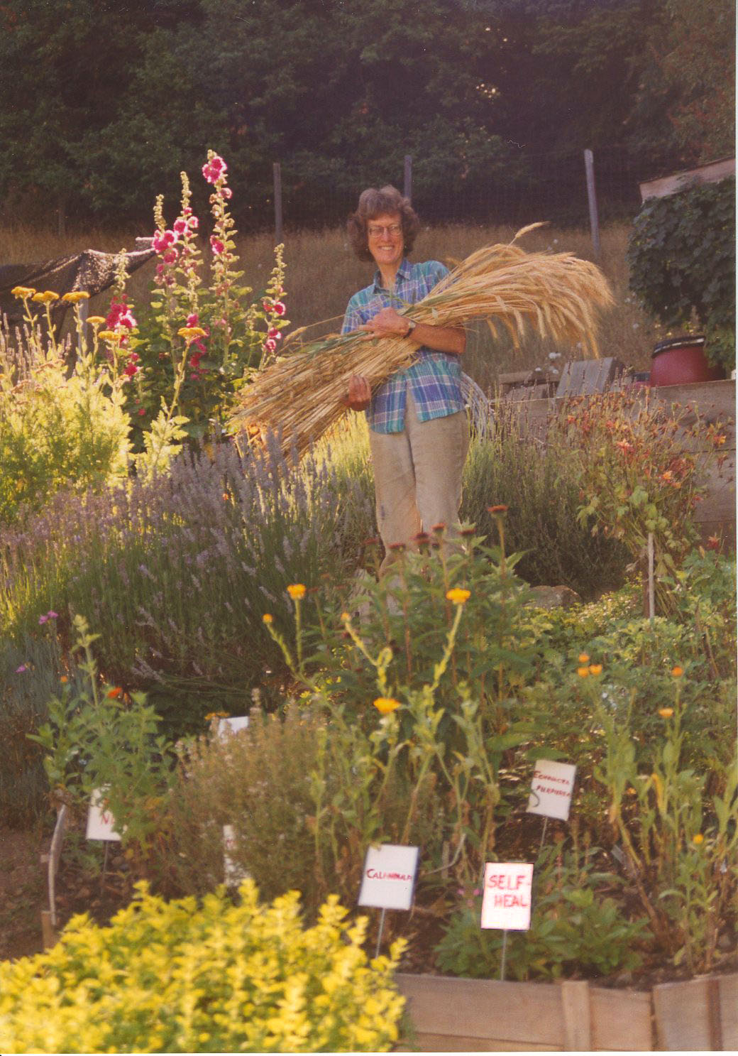 Harvesting a crop of grain