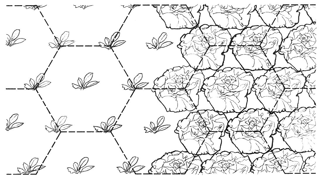 Biointensive Plant Spacing Chart