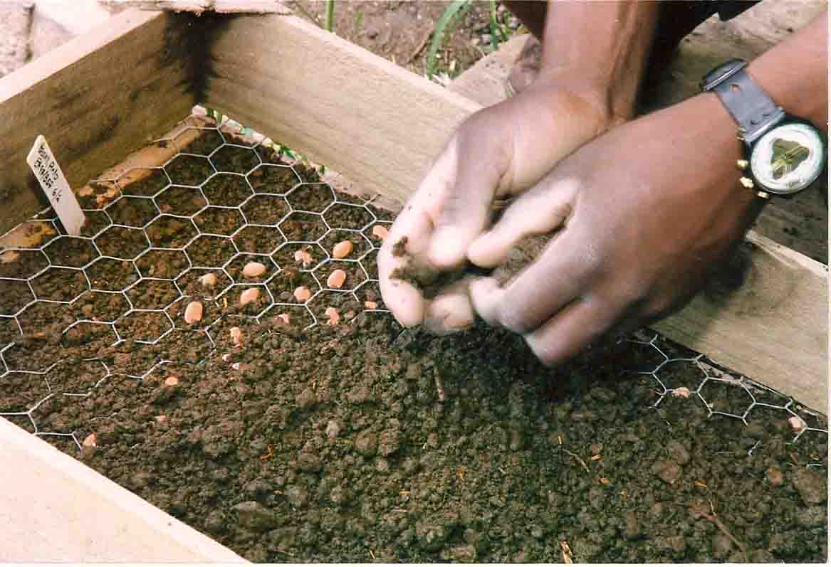 A GROW BIOINTENSIVE Seedling Flat