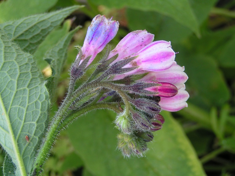 Russian Comfrey (Symphytum x uplandicum)