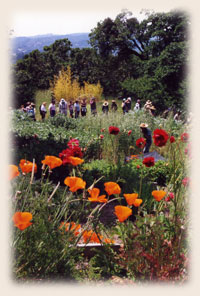 Field of Flowers