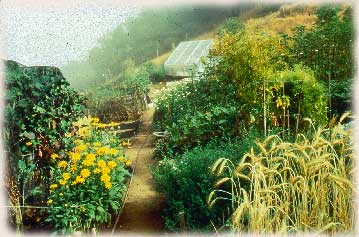 Our Garden by Jim Bones ©1995