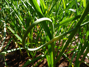 Garlic Scapes