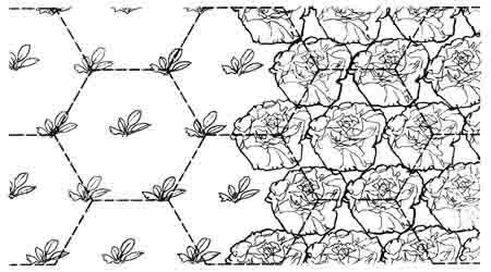 Biointensive Plant Spacing Chart