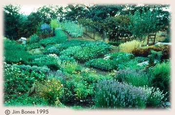 The Common Ground Garden at the Jeavons Center for Biointensive Research and Education 