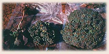 Broccoli grown using conventional, organic, and GROW BIOINTENSIVE methods. The GROW BIOINTENSIVE Broccoli is larger and more vigorous