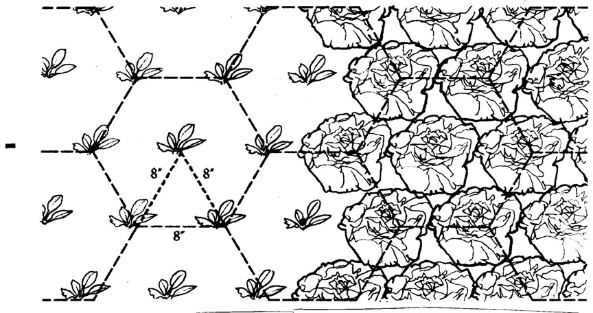 Close spacing of plants