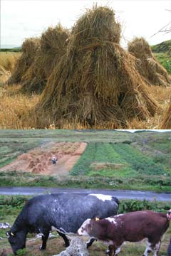 cows and hay